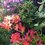 Florena Garden