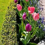 Florena Garden 3*