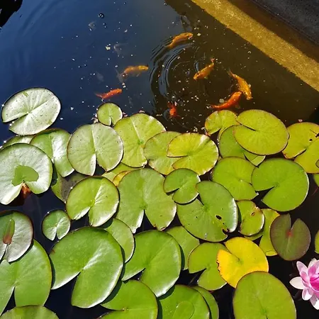 Florena Garden Гостевой дом 3*