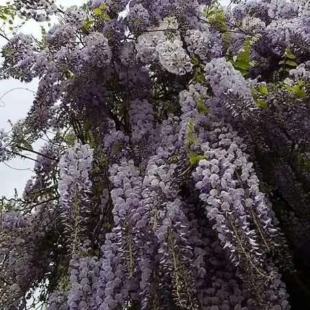 Florena Garden *