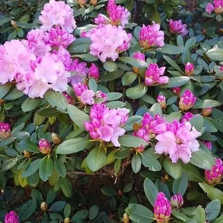 Florena Garden *