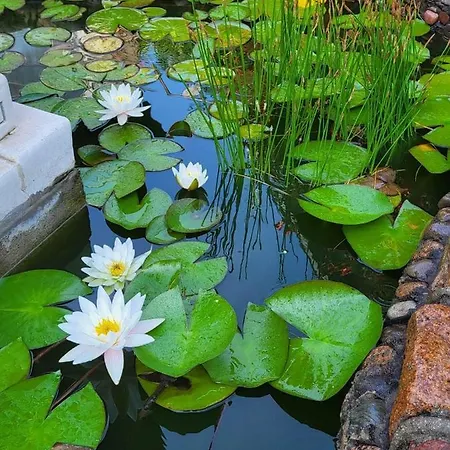 Florena Garden Svečių namai 3*