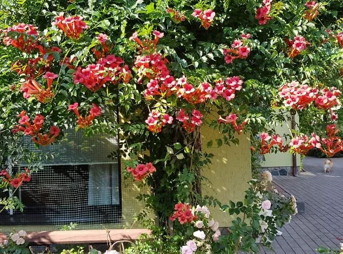 Florena Garden Паланга