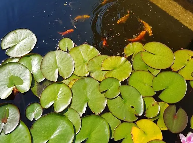 Florena Garden Гостевой дом 3*