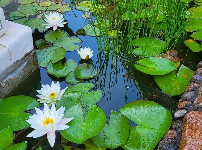 Florena Garden Гостевой дом 3*